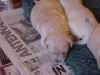 1 pup close up.jpg (60423 bytes)