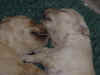 2 pups heads.jpg (62631 bytes)