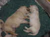 2 pups together.jpg (64991 bytes)