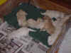 Close up all pups 2.jpg (68750 bytes)