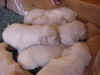 Close up all pups.jpg (48858 bytes)