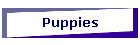 Puppies