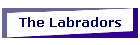 The Labradors