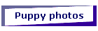 Puppy photos