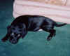 alice-12wks.jpg (9194 bytes)