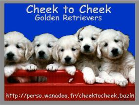 Cheek to Cheek Golden Retrievers
