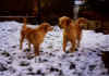 dex-teak-snow.jpg (8525 bytes)