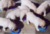 eat-pups.jpg (22018 bytes)
