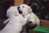 fight-pup.jpg (17364 bytes)