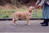geor-pup.jpg (24727 bytes)
