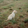 george-15wks.jpg (9584 bytes)
