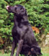 jake-sit.jpg (14984 bytes)