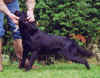 jake-stand.jpg (16451 bytes)