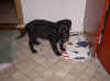 millie-lunch.JPG (480433 bytes)