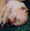 pup-head.jpg (8304 bytes)