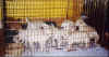 pups-5wks2.jpg (22072 bytes)