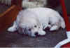 rest-pup.jpg (18934 bytes)