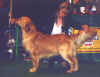 vegas-crufts-judge.jpg (25012 bytes)
