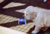 work-pup.jpg (18588 bytes)